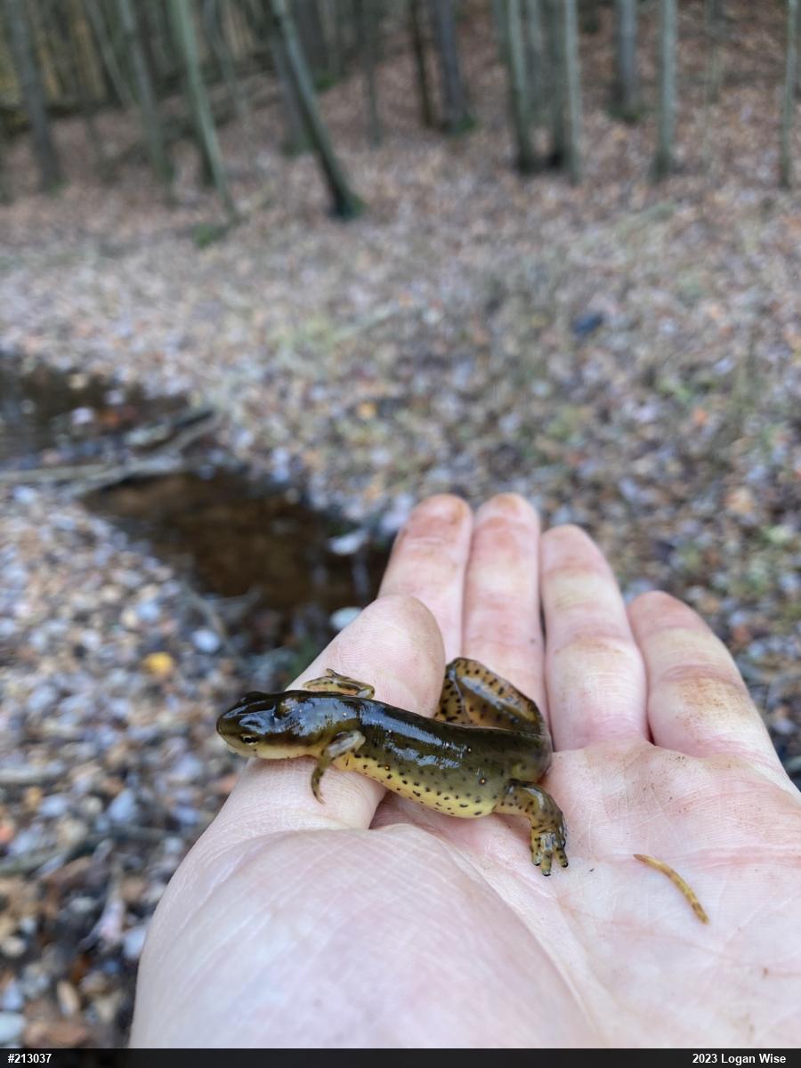 Red-spotted Newt