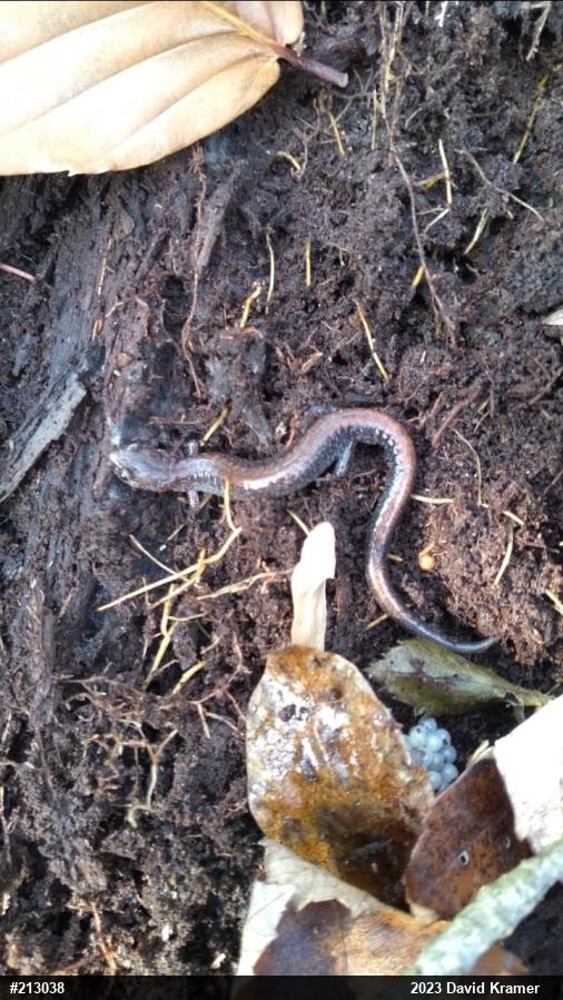 Eastern Red-backed  Salamander