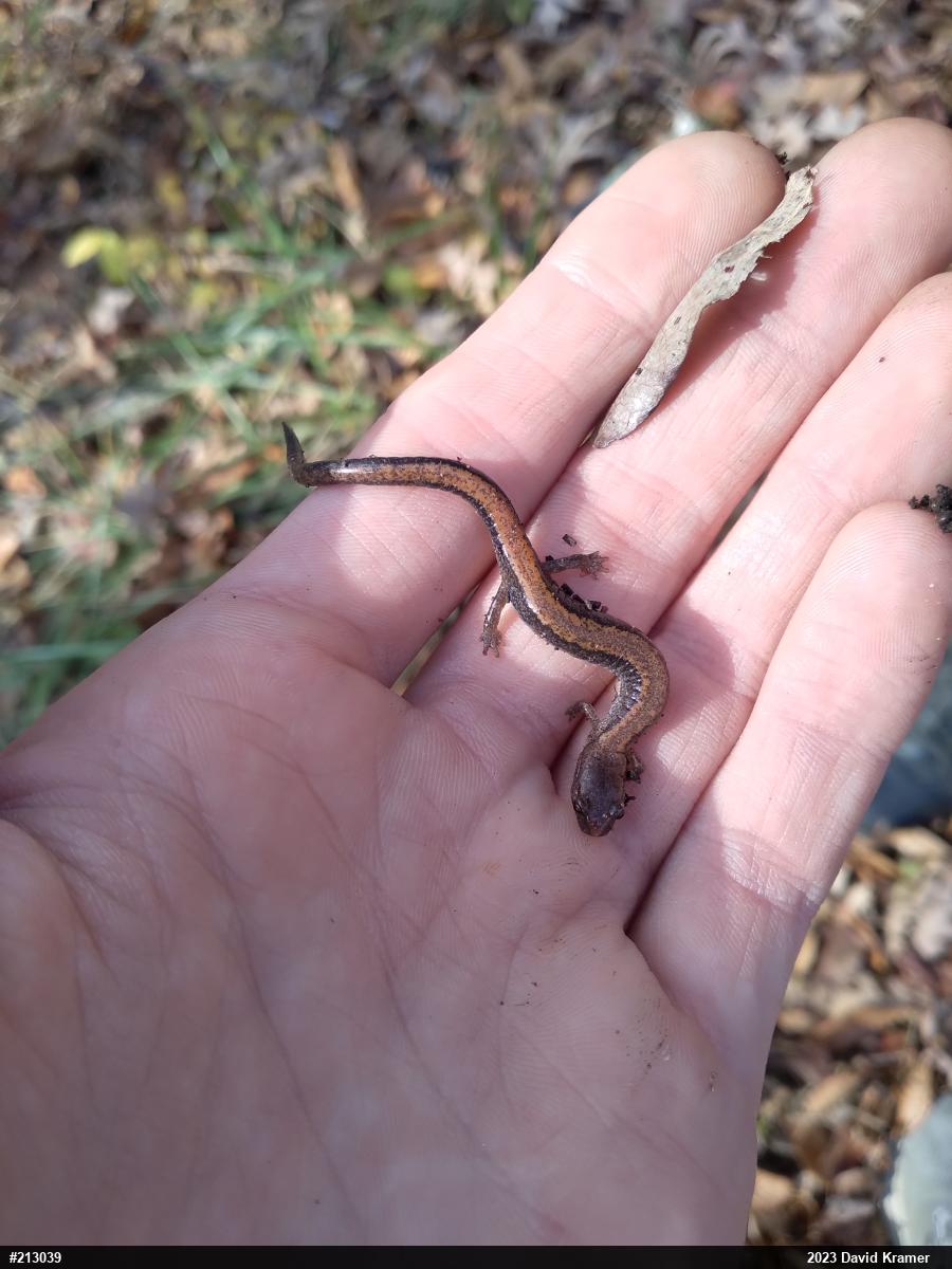 Eastern Red-backed  Salamander