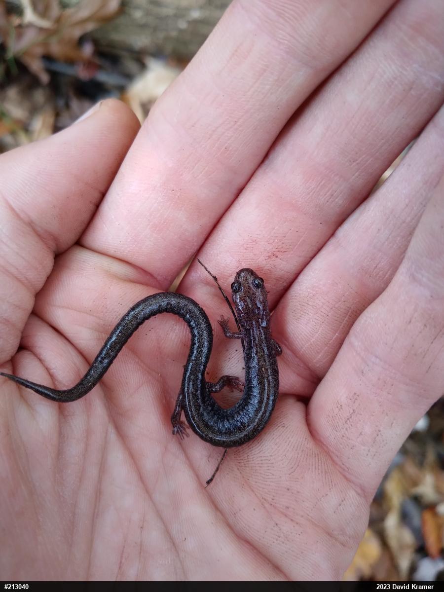 Eastern Red-backed  Salamander