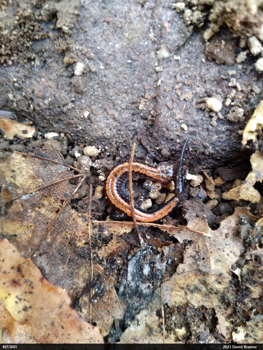 Eastern Red-backed  Salamander