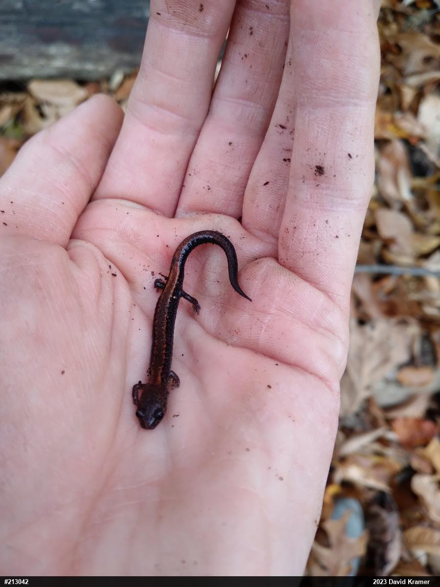 Eastern Red-backed  Salamander