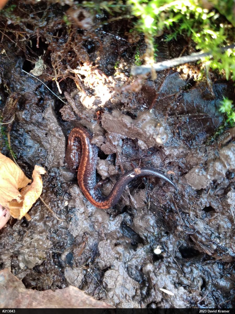 Eastern Red-backed  Salamander