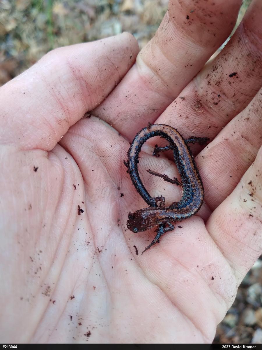 Eastern Red-backed  Salamander