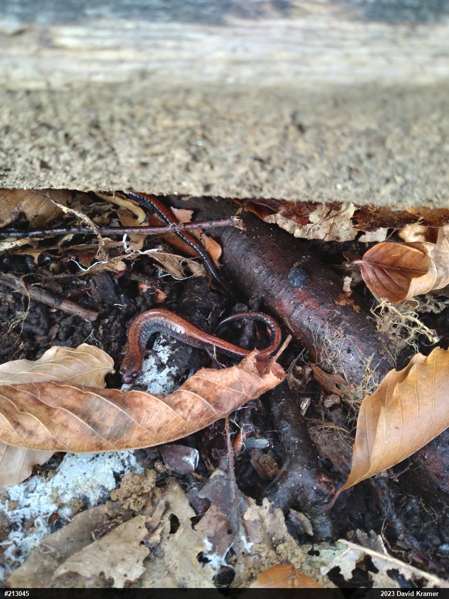 Eastern Red-backed  Salamander