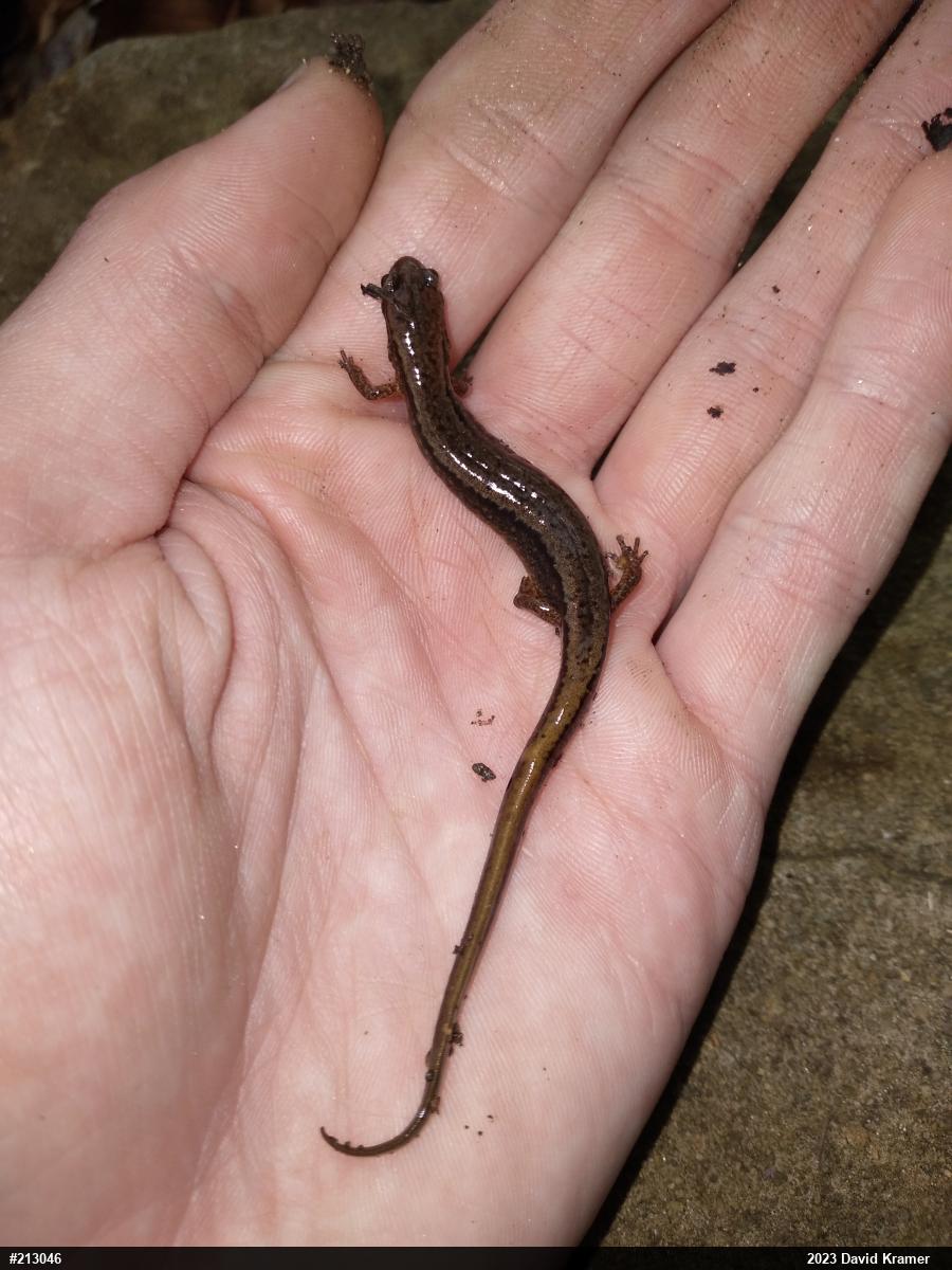Northern Two-lined Salamander