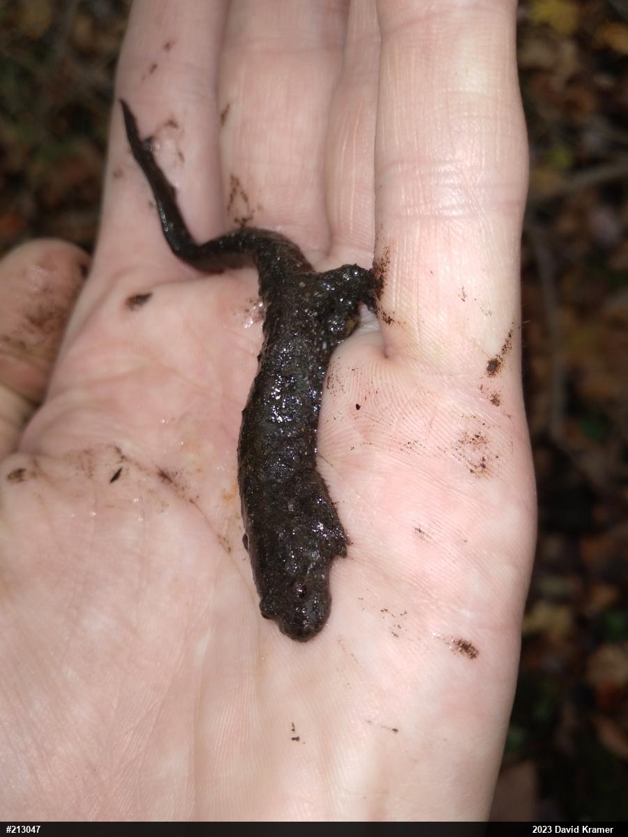 Northern Dusky Salamander