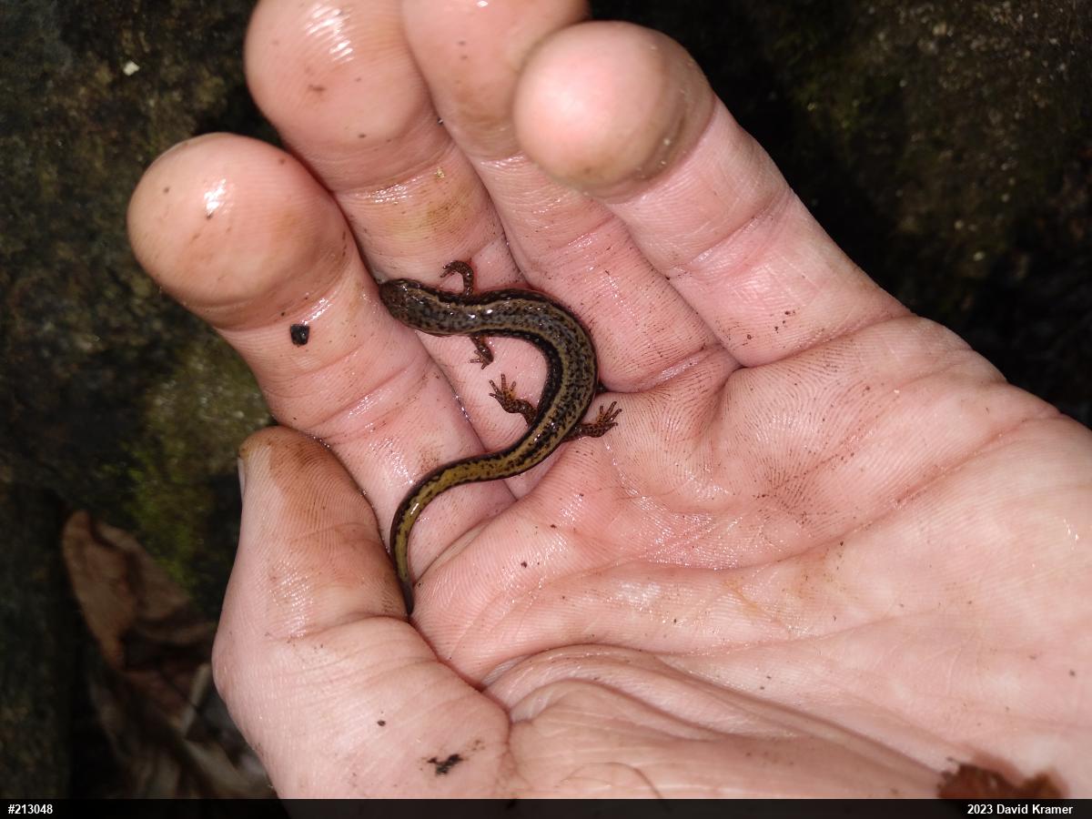 Northern Two-lined Salamander