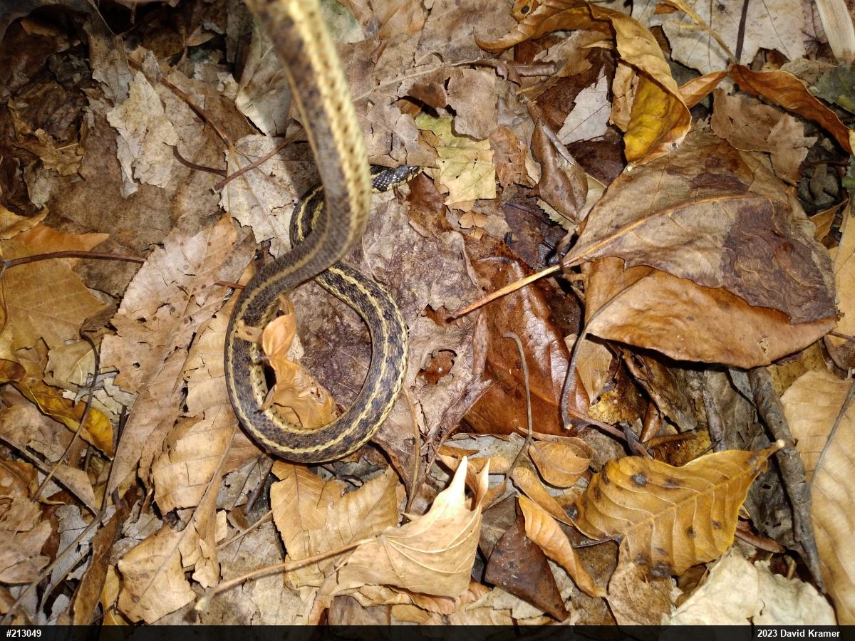 Eastern Gartersnake