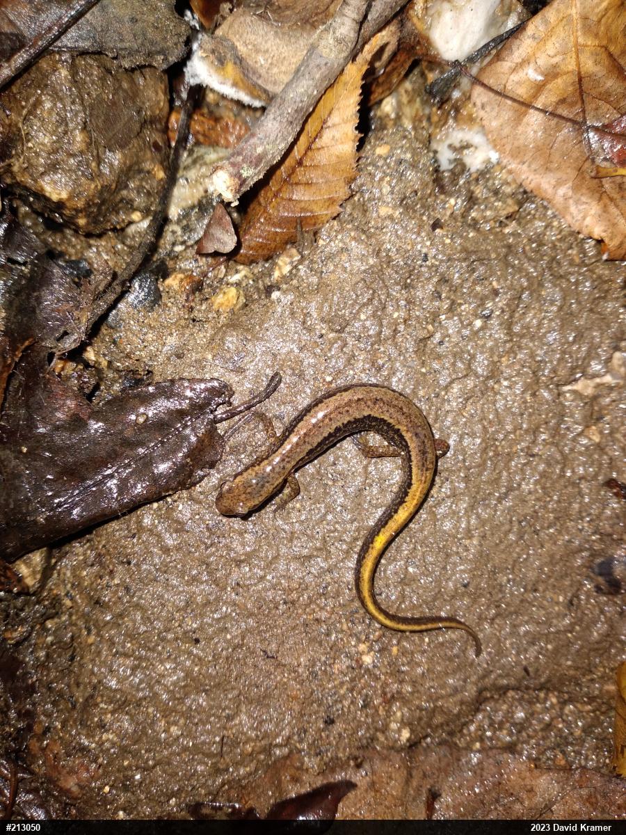 Northern Two-lined Salamander