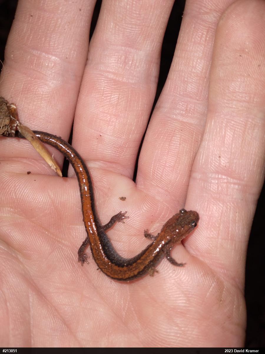 Eastern Red-backed  Salamander