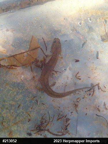 Northern Spring Salamander