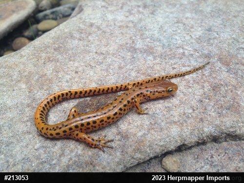 Eastern Long-tailed Salamander
