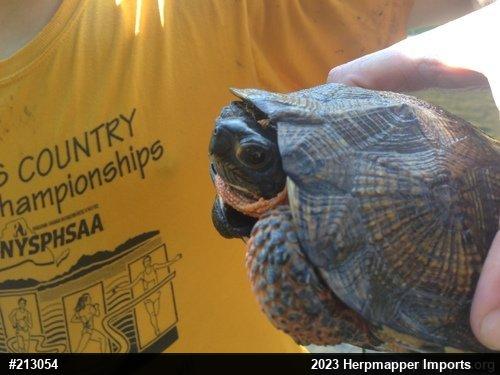 Wood Turtle