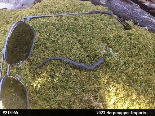 Woodland Salamanders
