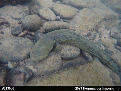 Eastern Hellbender