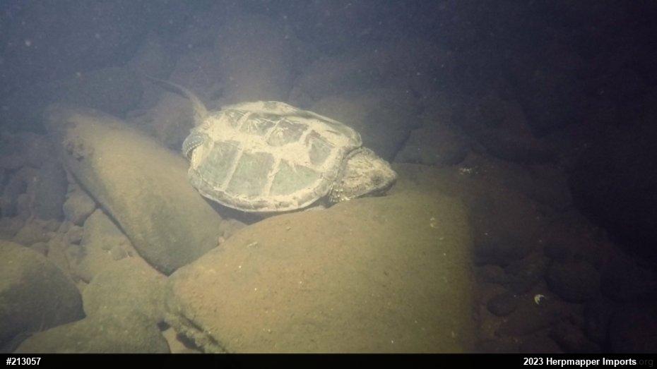Snapping Turtle