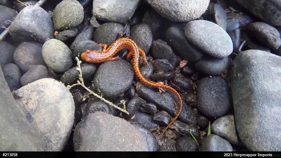 Eastern Long-tailed Salamander