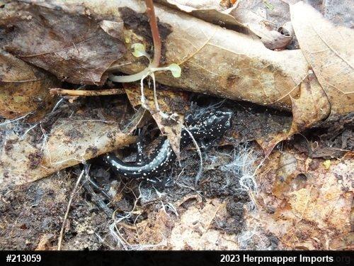 Northern Slimy Salamander