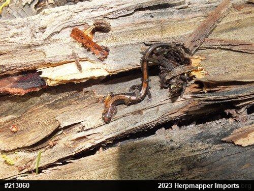 Eastern Red-backed  Salamander
