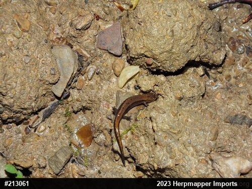 Allegheny Mountain Dusky Salamander