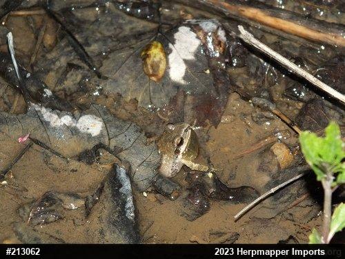 Mountain Chorus Frog