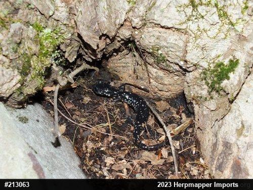 Northern Slimy Salamander