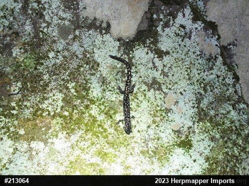 Northern Slimy Salamander