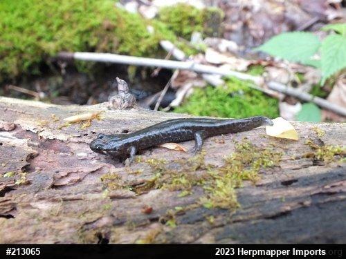 Seal Salamander