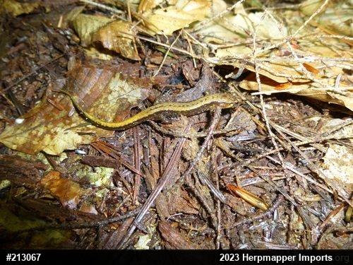 Allegheny Mountain Dusky Salamander