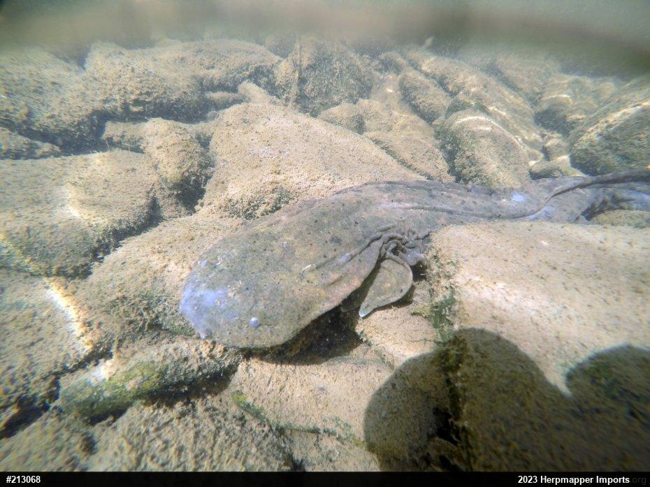 Eastern Hellbender