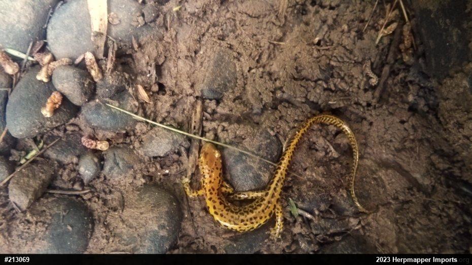 Eastern Long-tailed Salamander