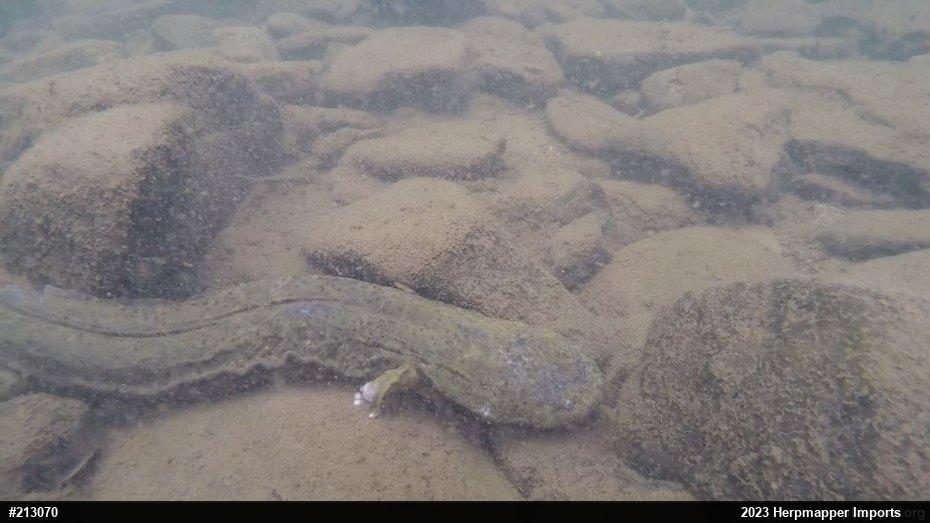 Eastern Hellbender