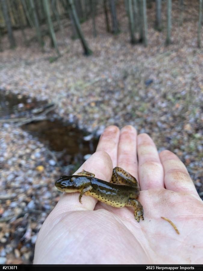 Red-spotted Newt