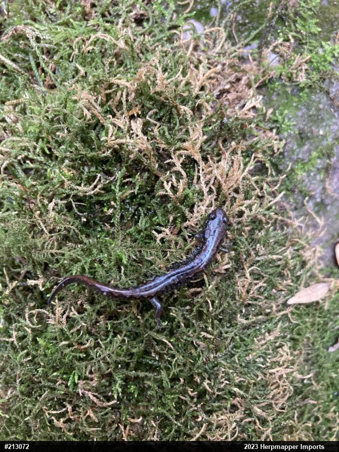 Northern Dusky Salamander