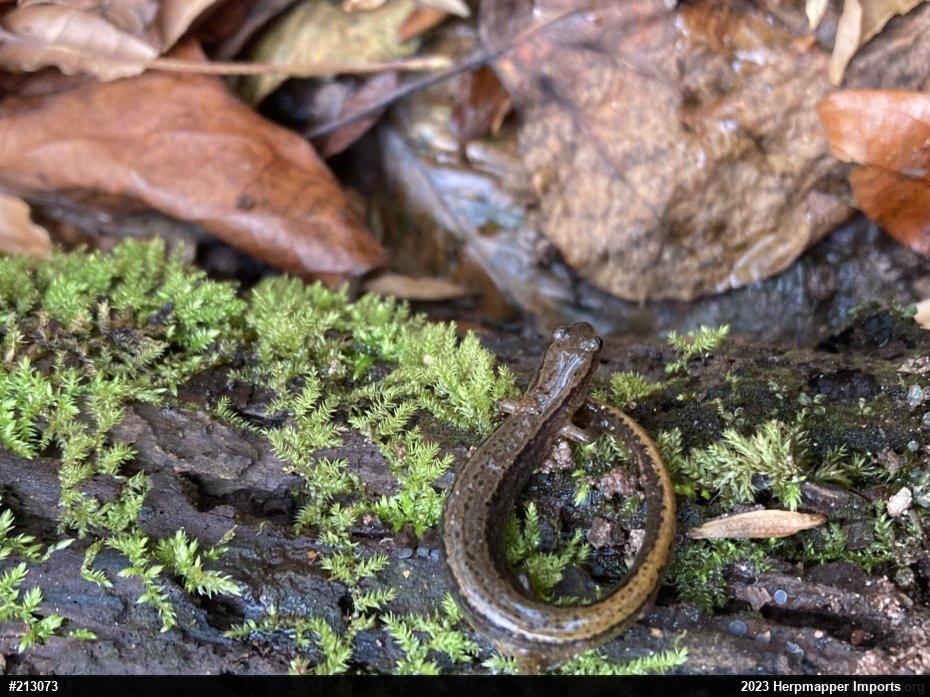 Northern Two-lined Salamander