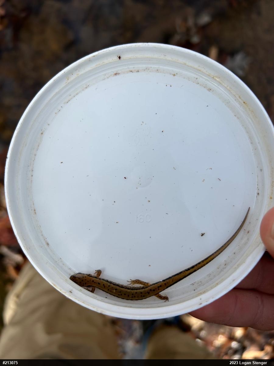 Northern Two-lined Salamander