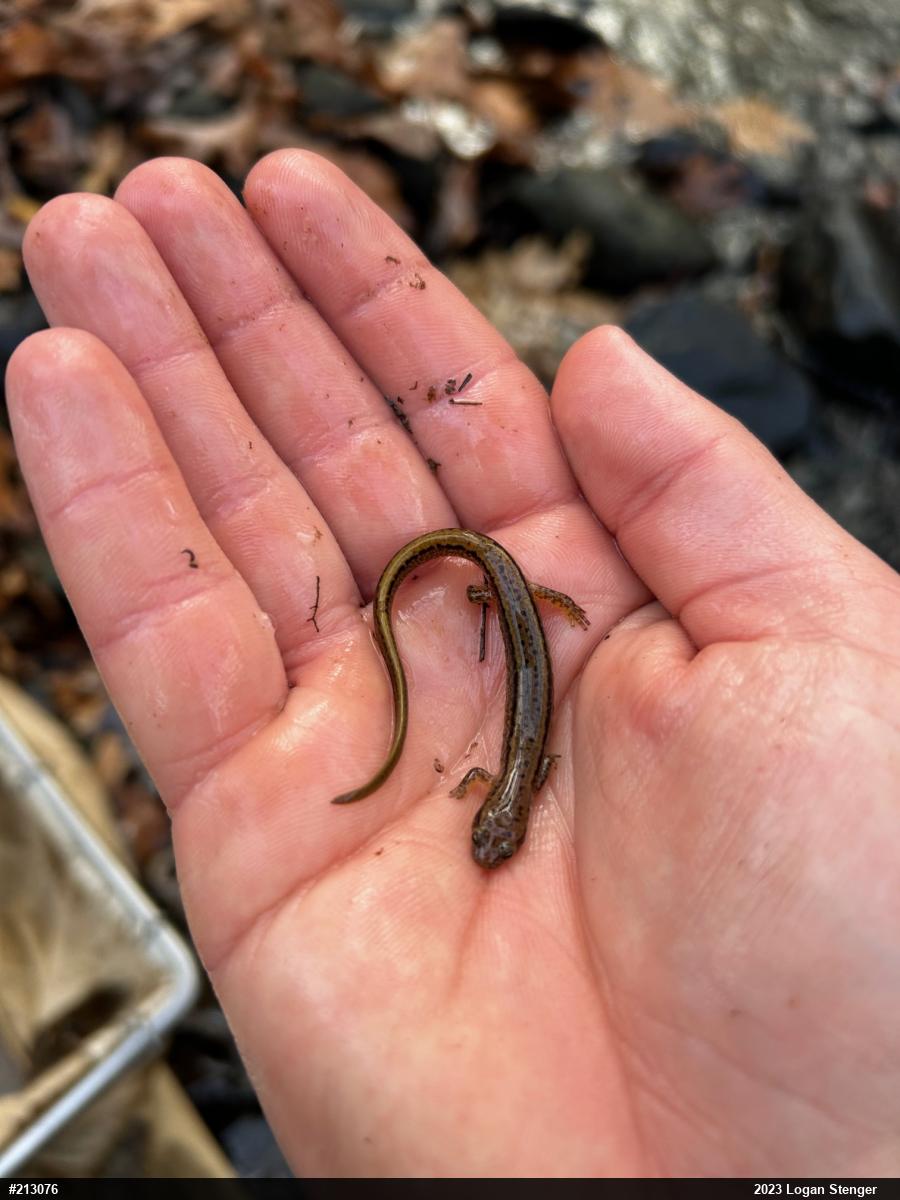 Northern Two-lined Salamander