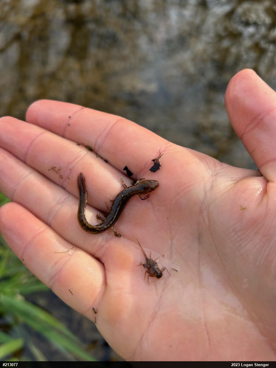 Northern Two-lined Salamander