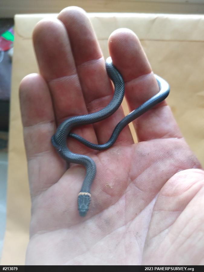 Northern Ring-necked Snake