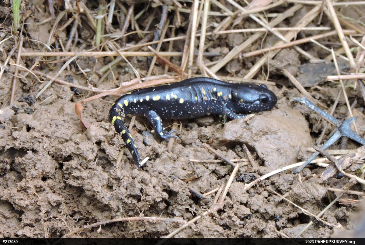 Spotted Salamander
