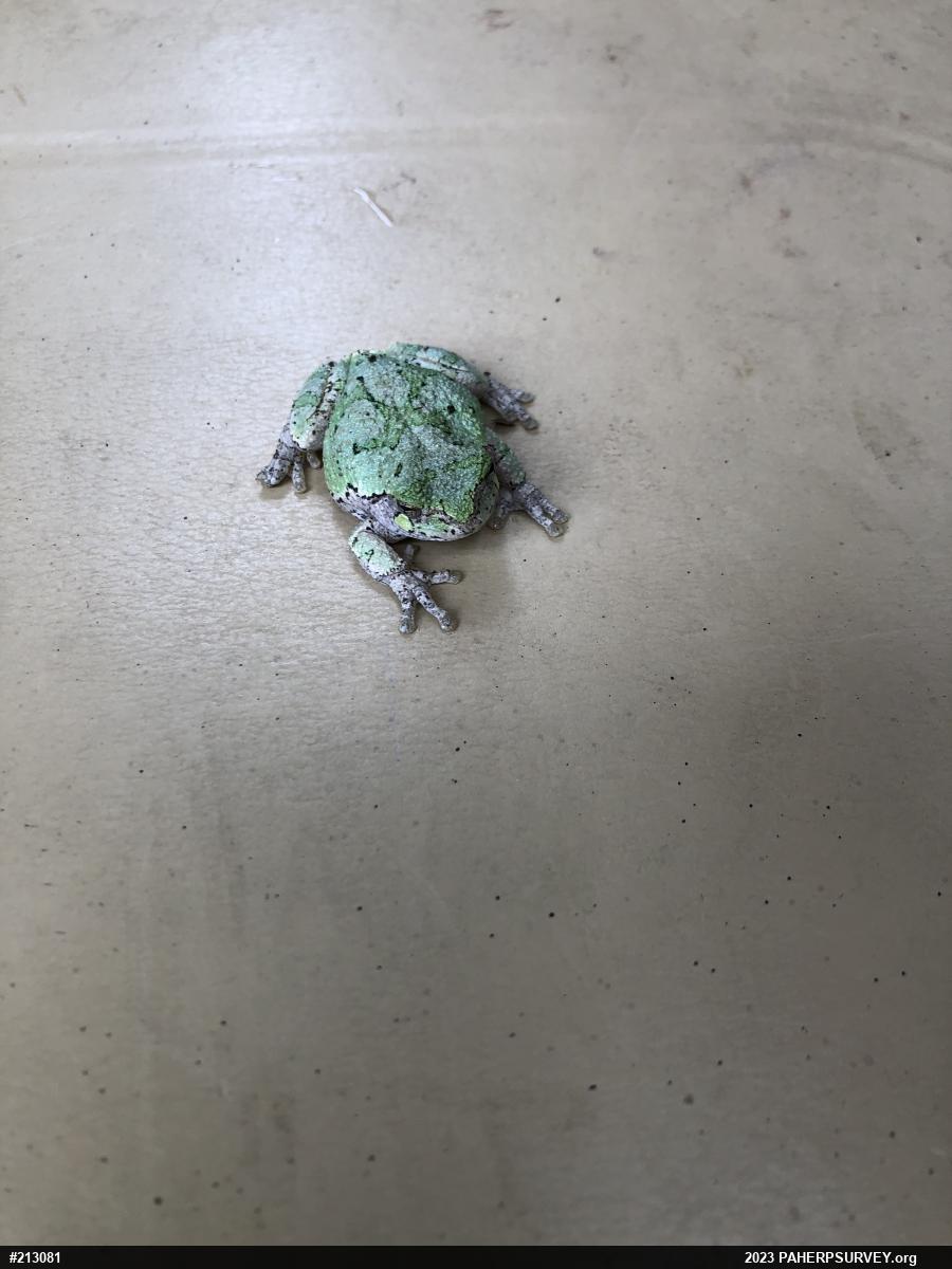 Unknown Gray Treefrog