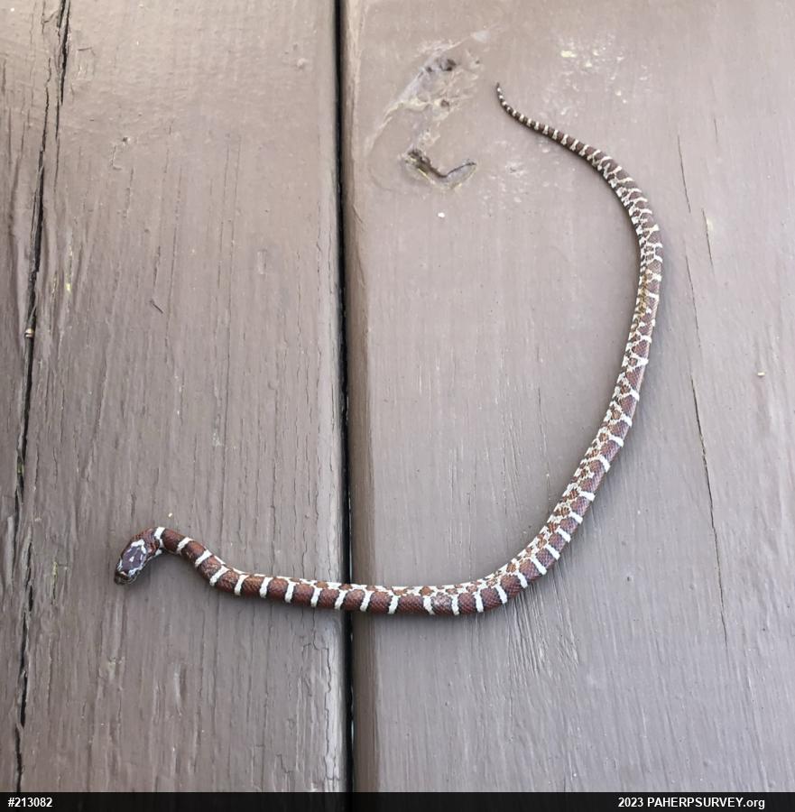 Eastern Milksnake