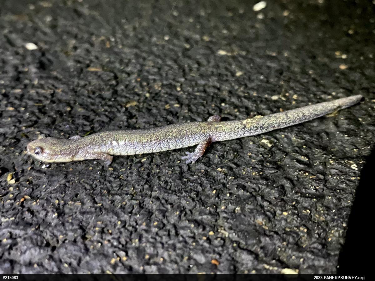 Eastern Red-backed  Salamander