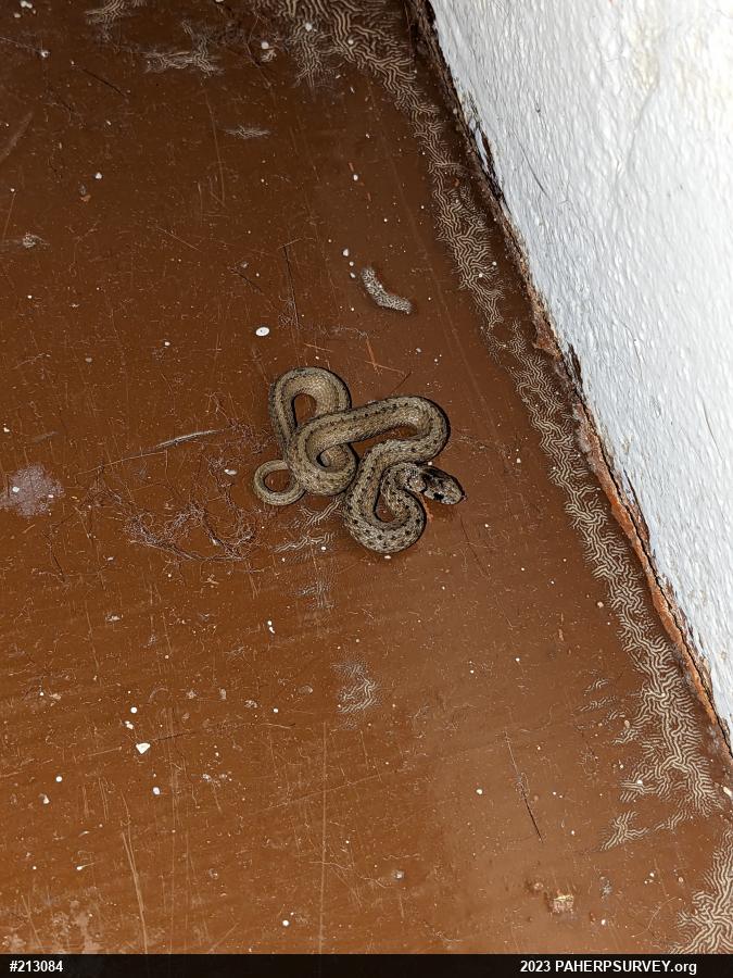 Dekay's Brownsnake