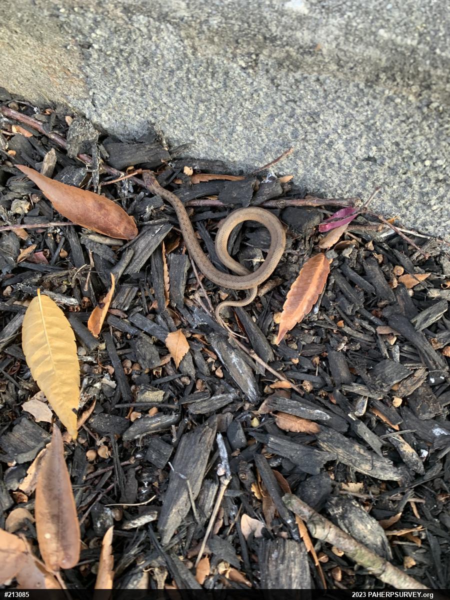 Dekay's Brownsnake