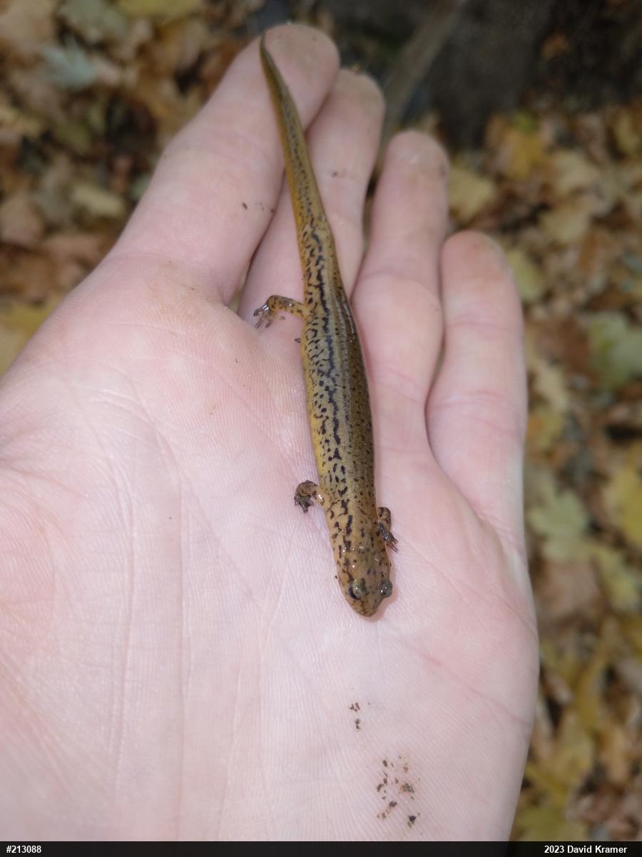 Northern Two-lined Salamander