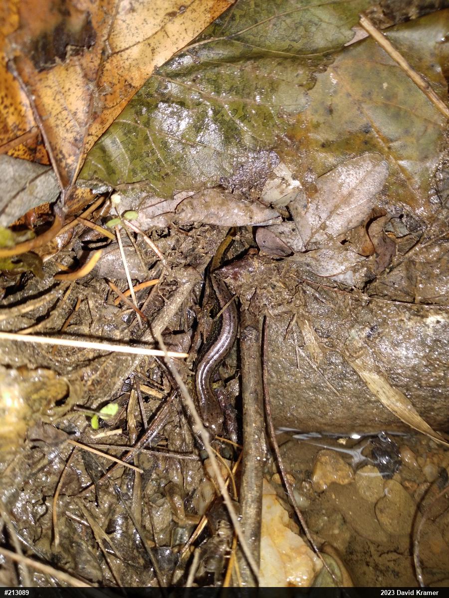 Northern Two-lined Salamander