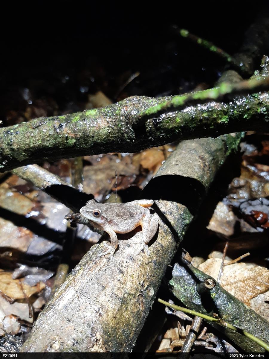 Spring Peeper