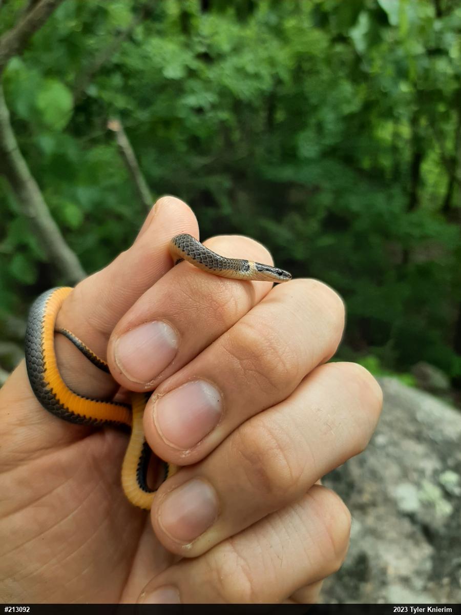 Northern Ring-necked Snake